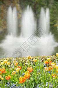 有喷泉的花朵图片