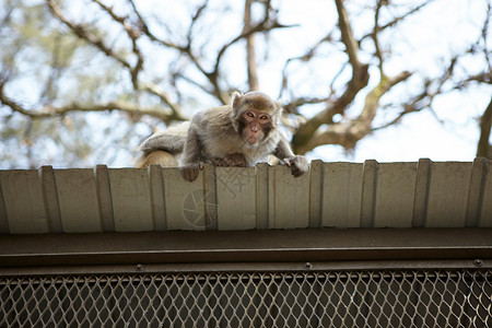 屋顶上的野生猴图片