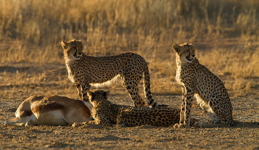 非洲卡巴拉加迪越境公园猎豹守护着猎物图片