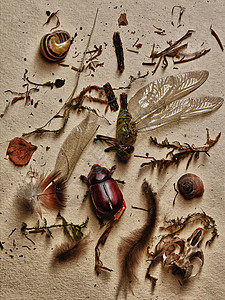米色羽毛昆虫和大自然的其他元素背景