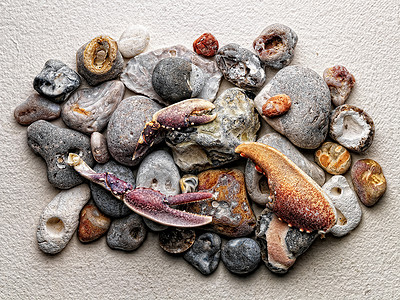 纸上石头和螃蟹爪图片
