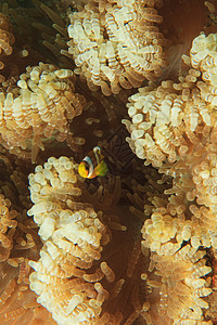 在海葵中游动的鱼图片