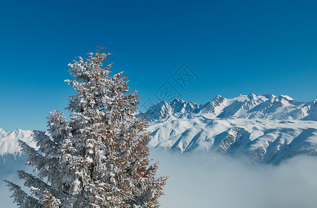 白雪覆盖的山上的树高清图片