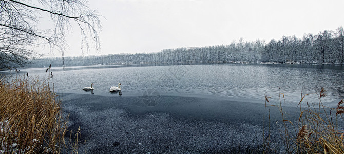 天鹅游走在湖面上图片