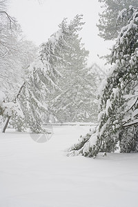 公园中的雪覆盖着白树木图片