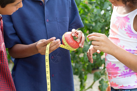 三个孩子测量西红柿图片