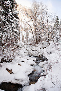 溪流覆盖树木的雪图片