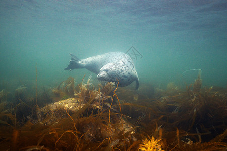 斑海豹日本海斑豹背景