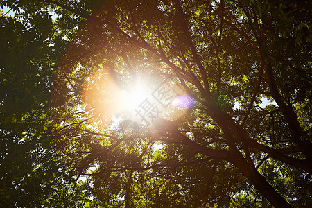 阳光照在树上图片