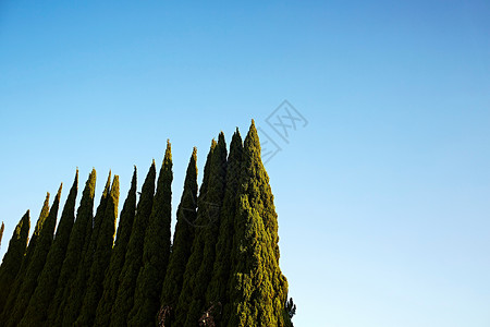 长成等高的绿树与清蓝天空图片