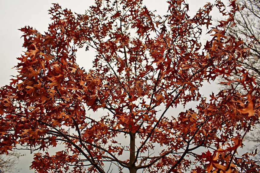 树上的秋叶图片