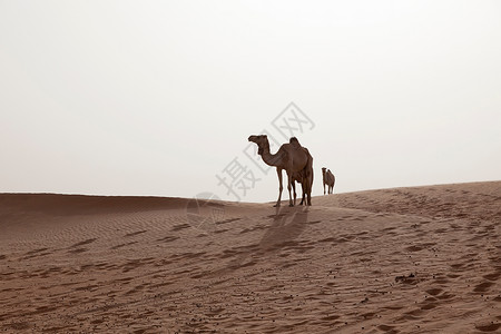 沙漠中的骆驼背景图片