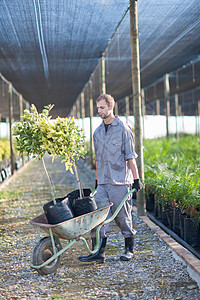 推着轮式手推车的植物托儿所工人图片