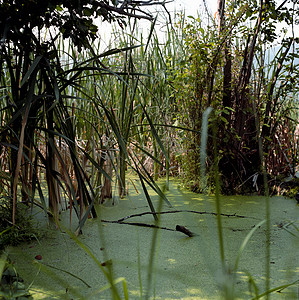 草过量生长的池塘图片