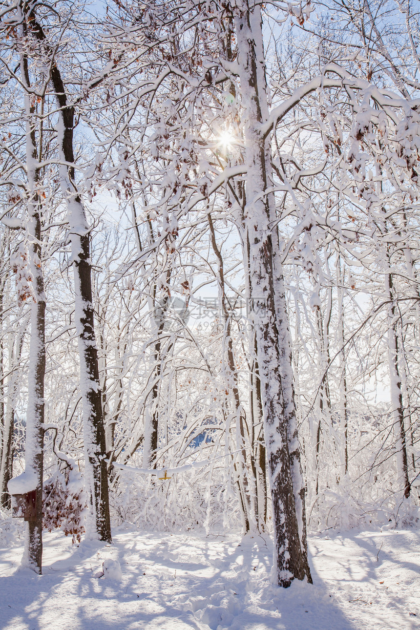 雪覆盖着森林图片