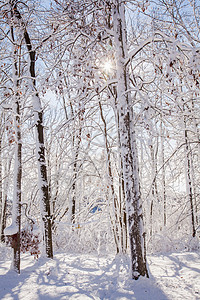 雪覆盖着森林高清图片