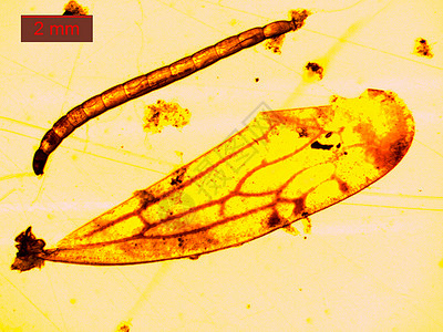 显微镜下的幼虫图片