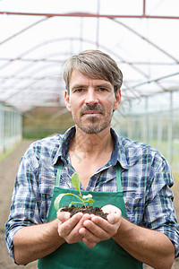 种植有机蔬菜的农名双手保护着树苗背景图片