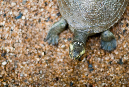 沙地上的乌龟图片