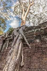 柬埔寨暹粒省吴哥瓦寺庙废墟上生长过度的树根图片