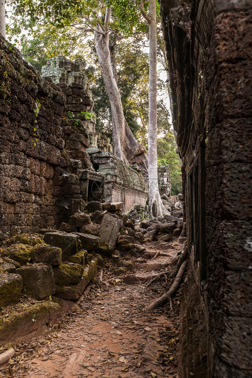 在柬埔寨暹粒的吴哥瓦寺庙废墟中生长的树木图片
