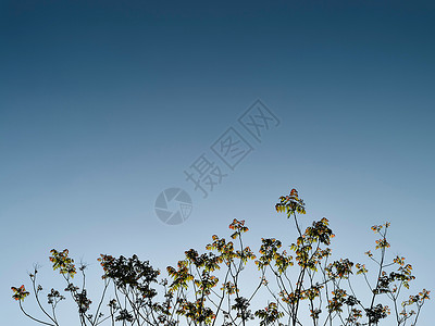 蓝色天空背景的植物图片