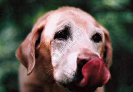 拉布拉多狗狗舔鼻子图片