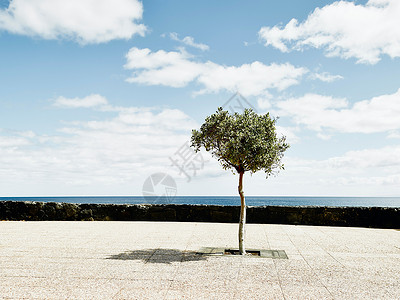 海边一棵孤独的树图片