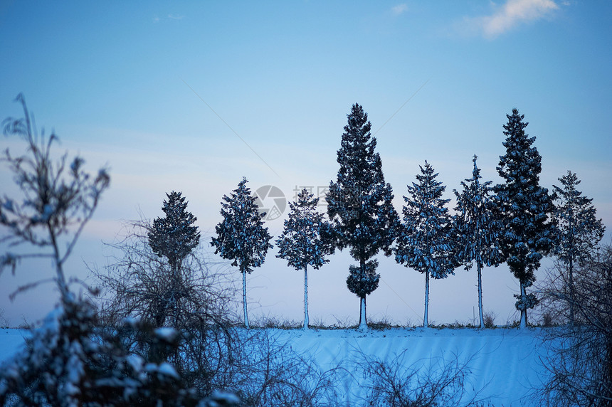 冬季黄昏时一整排的树图片