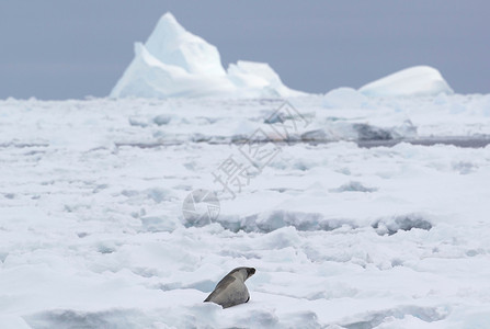 食蟹海豹南极洲里的海豹背景