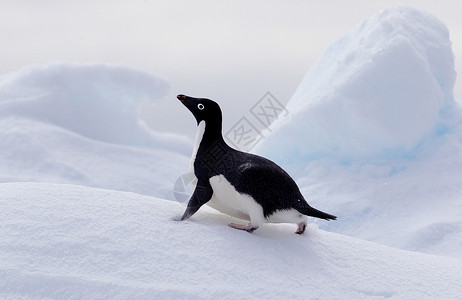 南极洲里的企鹅 图片