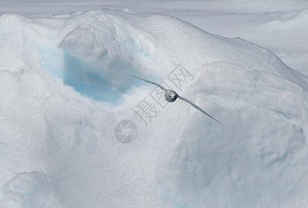 雪海燕南极洲滑翔的鸟儿背景