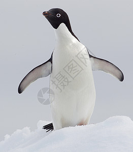 南极洲雪地上的企鹅图片