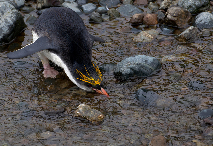 企鹅在水边喝水图片