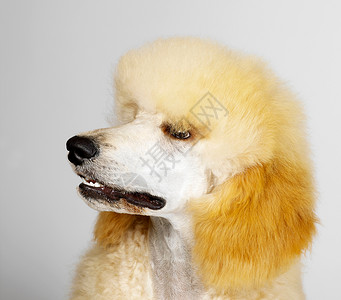 贵宾犬肖像图片