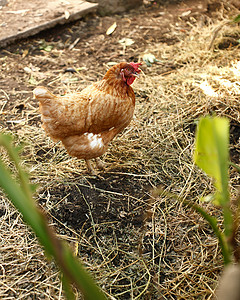 母鸡站在有机农场的草上图片