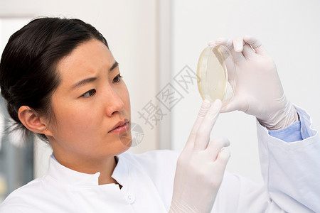 女科学家检查花织盘中的细菌生长形状图片
