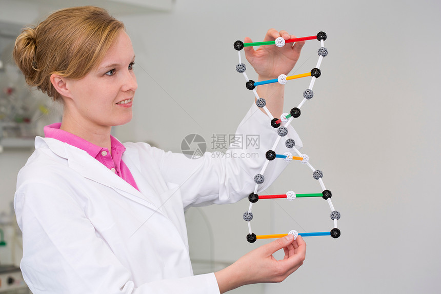 实验室中拿着DNA分子模型的女科学家图片