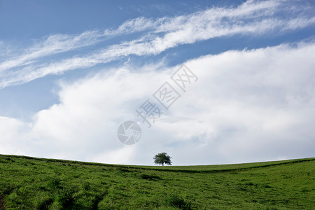蓝天白云下一望无际的草坪
图片