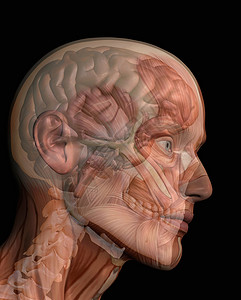 透明的人头显示大脑内部图片
