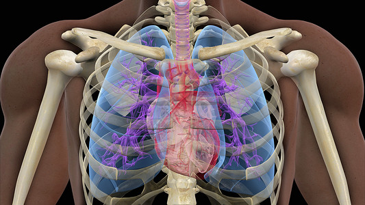 人类心脏和肺部3D图图片