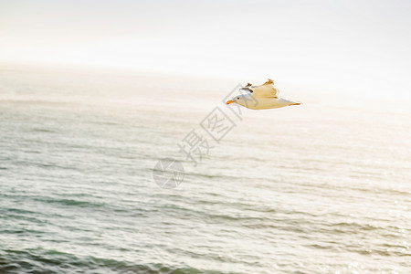 海上飞行的海鸥图片