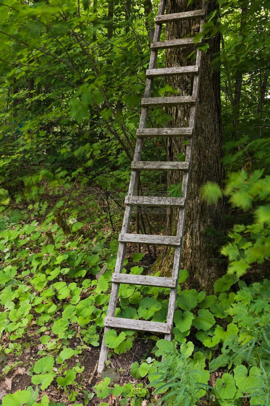 木脚梯靠在树上图片