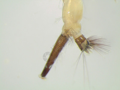显微镜下的蚊虫幼虫图片