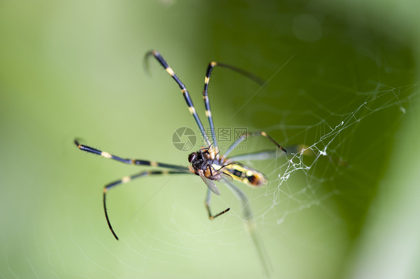 蜘蛛在网中捕捉苍蝇图片