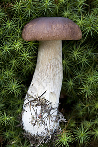 Boletusedulis聚尔西尼蘑菇图片