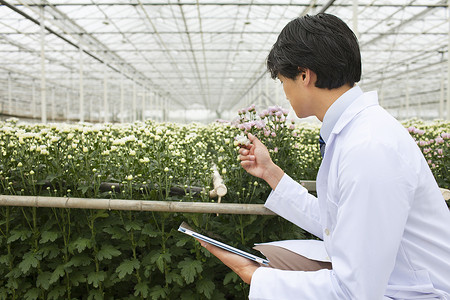 男人蹲着记录温室里面的植物变化图片