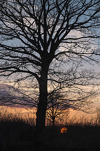 日落下的树木图片