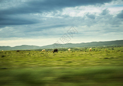 野外牛群 背景图片
