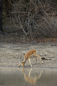 在河边喝水的鹿图片